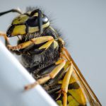 Wespennest-verwijdering: Hoe?