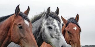 De veterinaire-farmaceutische groothandel Grovet
