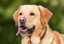 Honden goed trainen