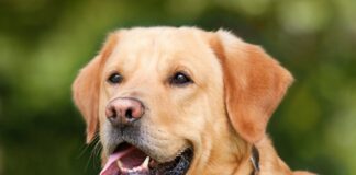 Honden goed trainen