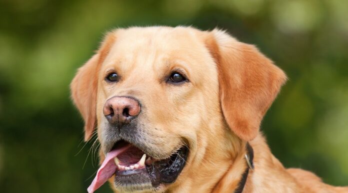 Honden goed trainen